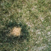 Lawn Pests & Diseases: Brown Patches